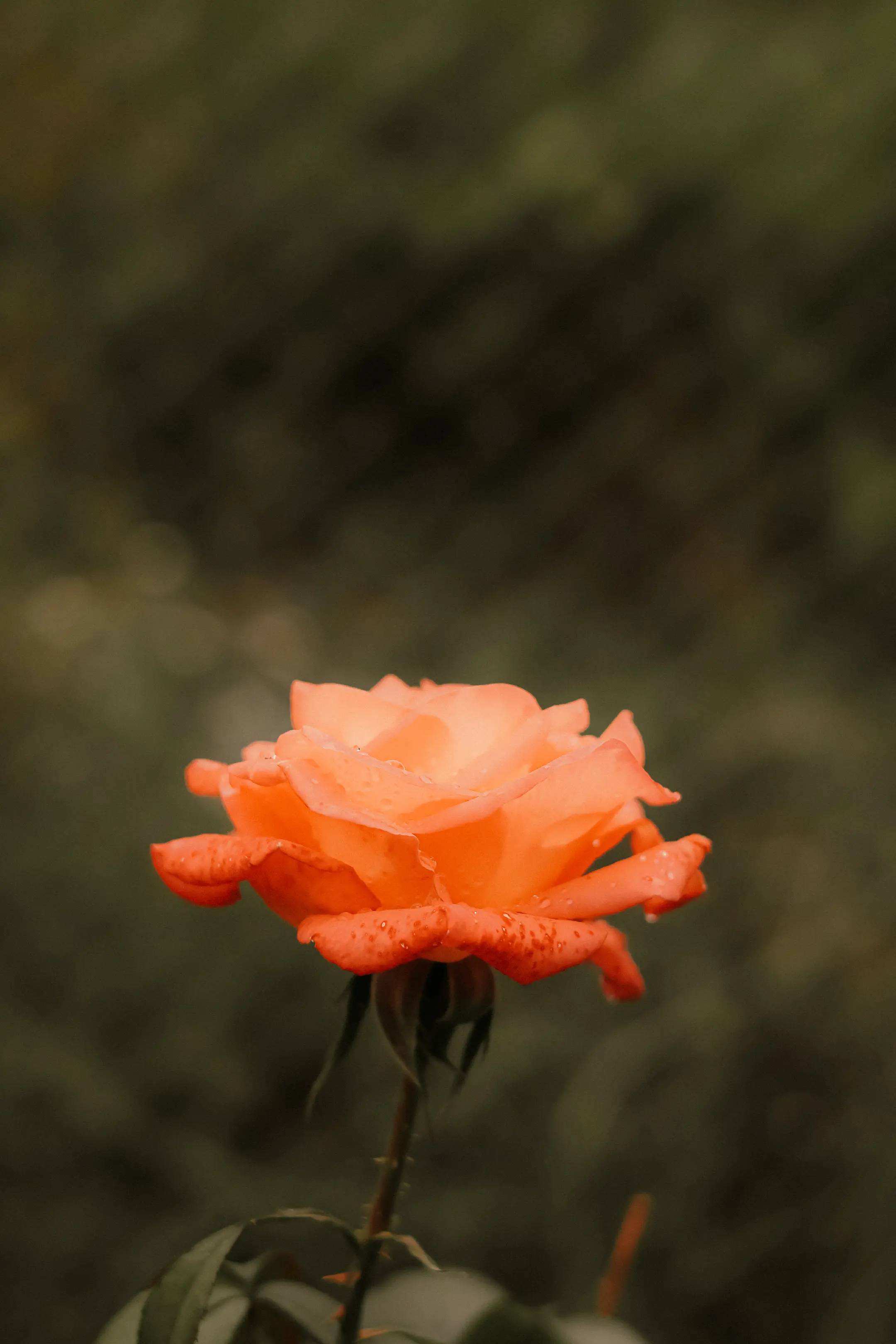Image 6 of 22