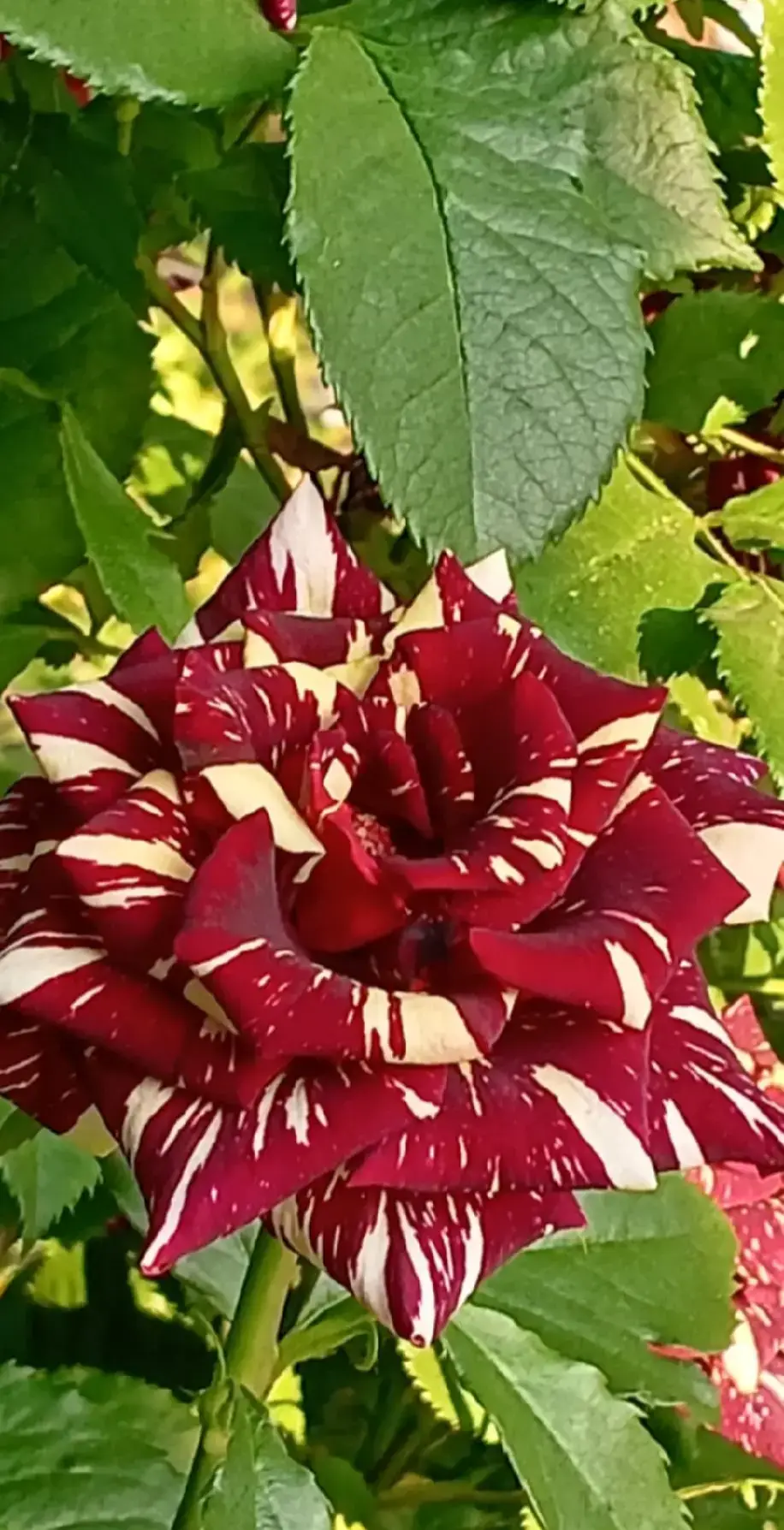 Image 2 of 3