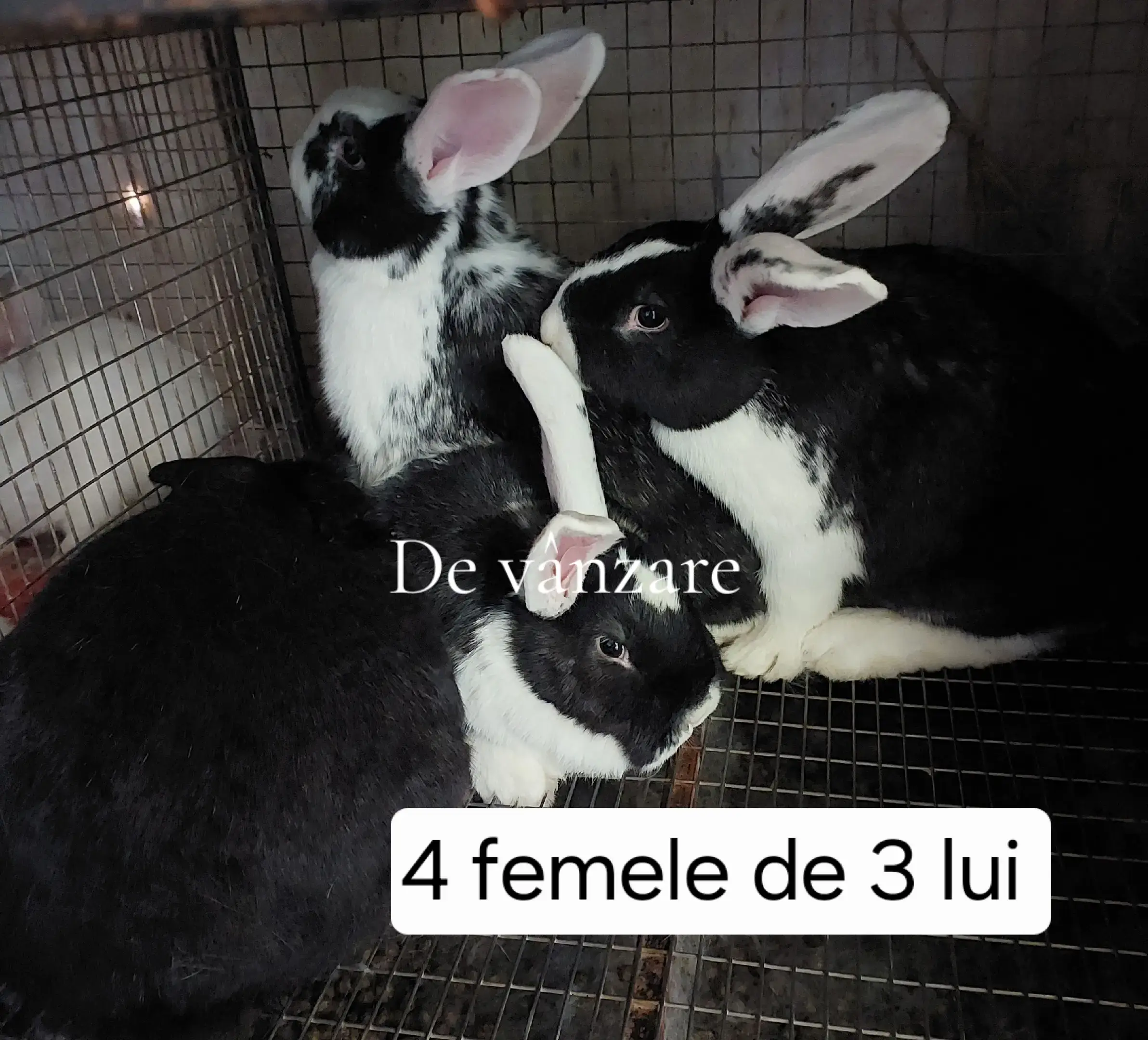 Image 5 of 5