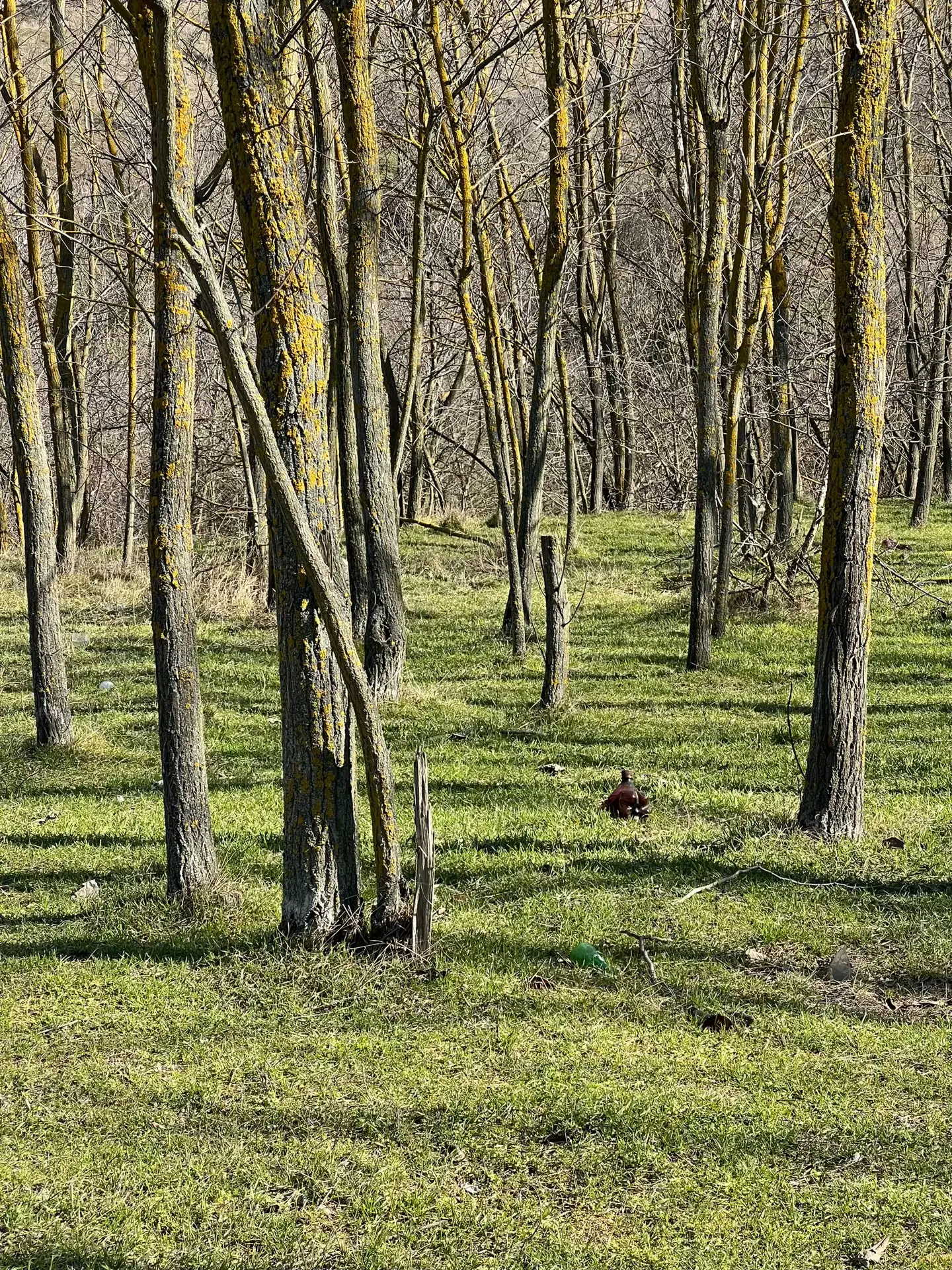Image 6 of 9