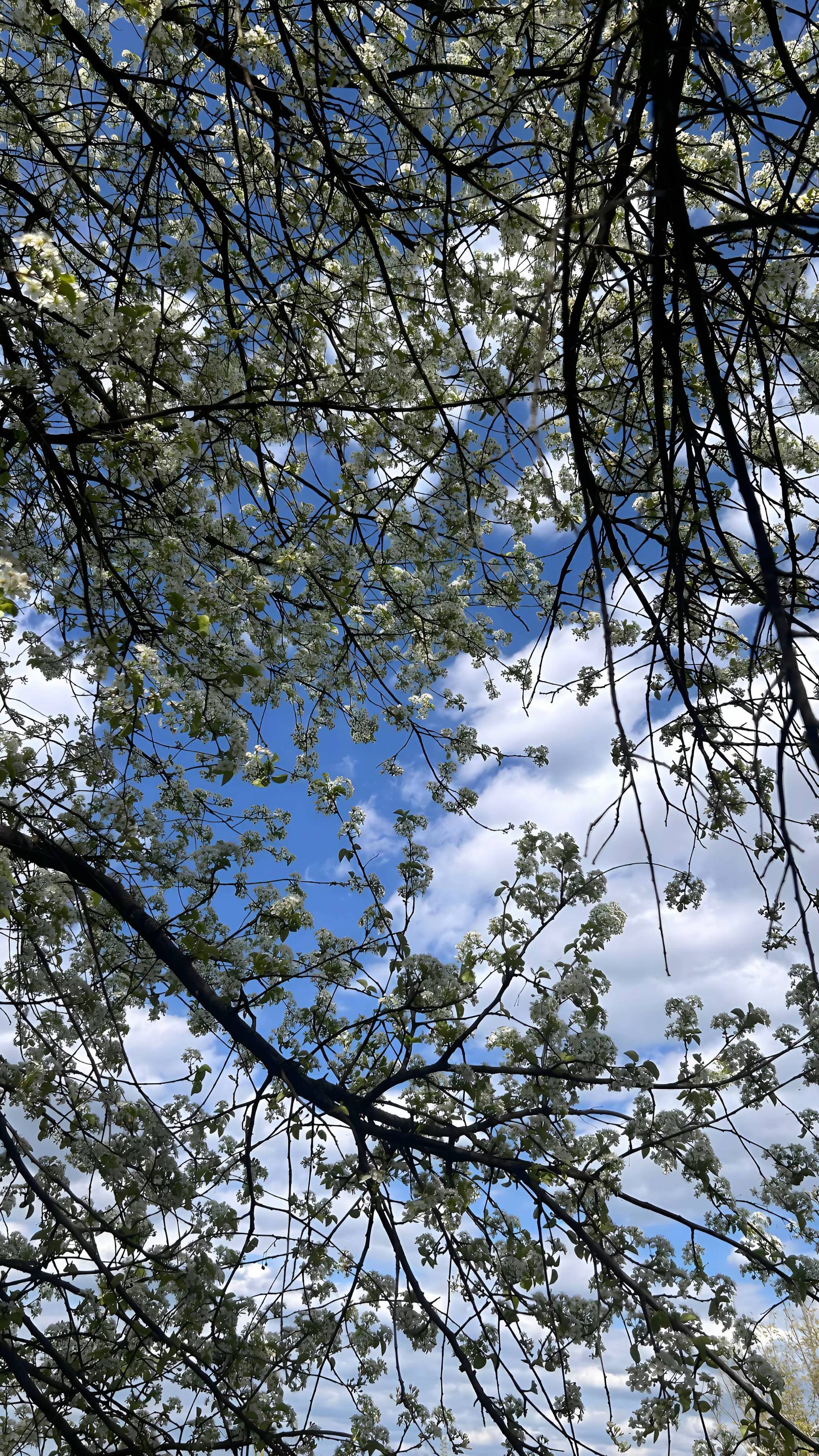 Image 5 of 7