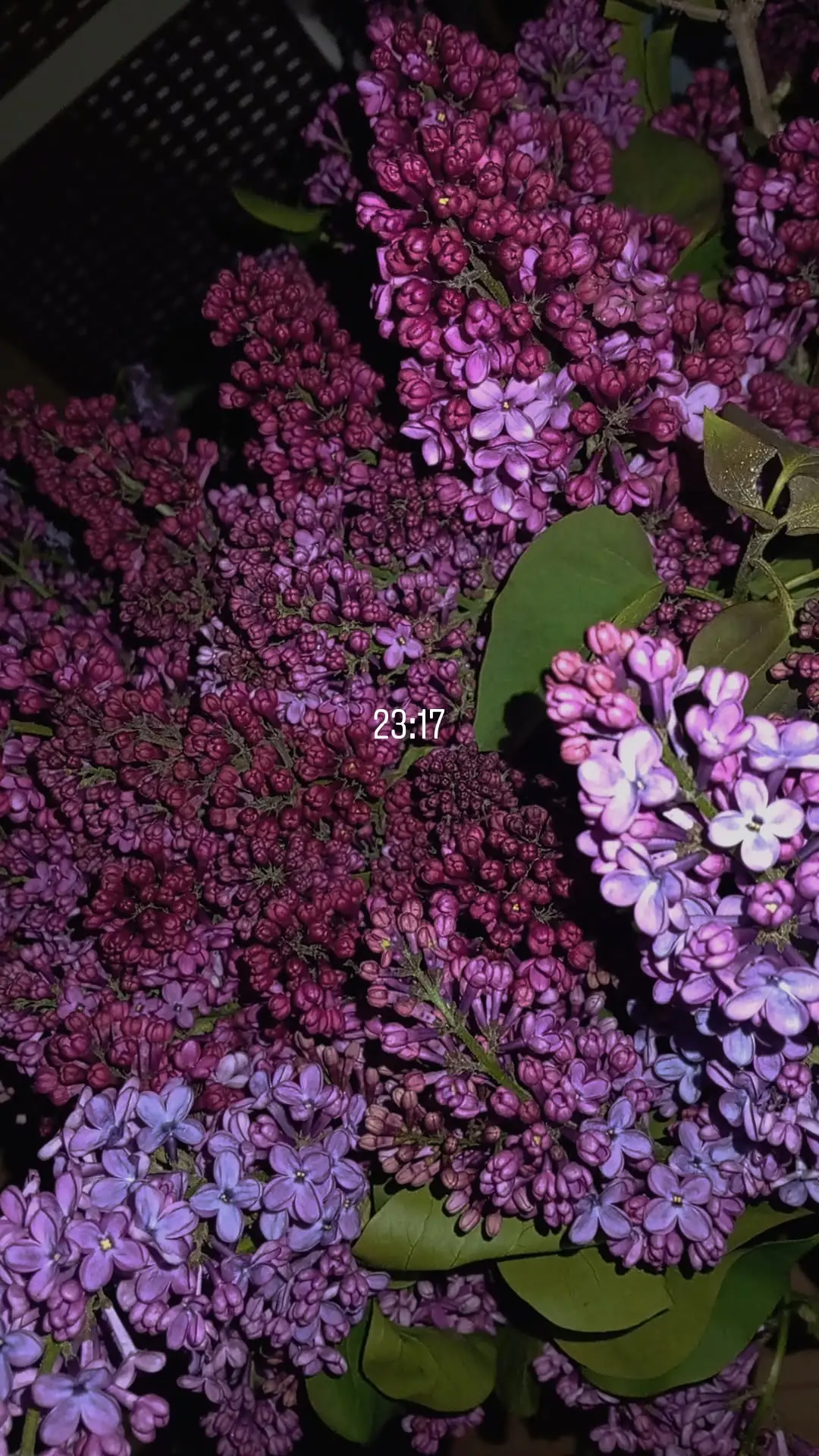 Image 1 of 24
