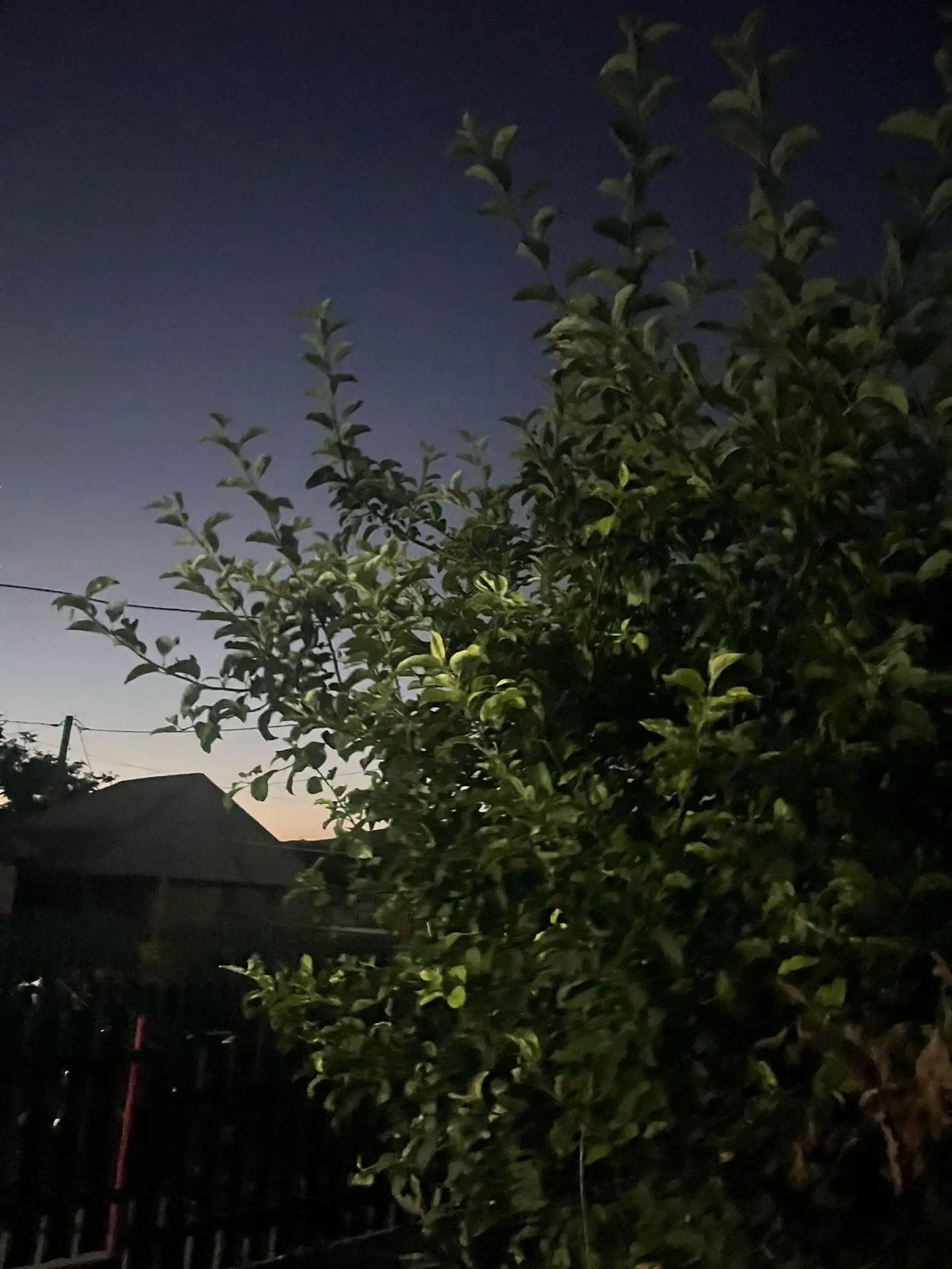 Image 12 of 24