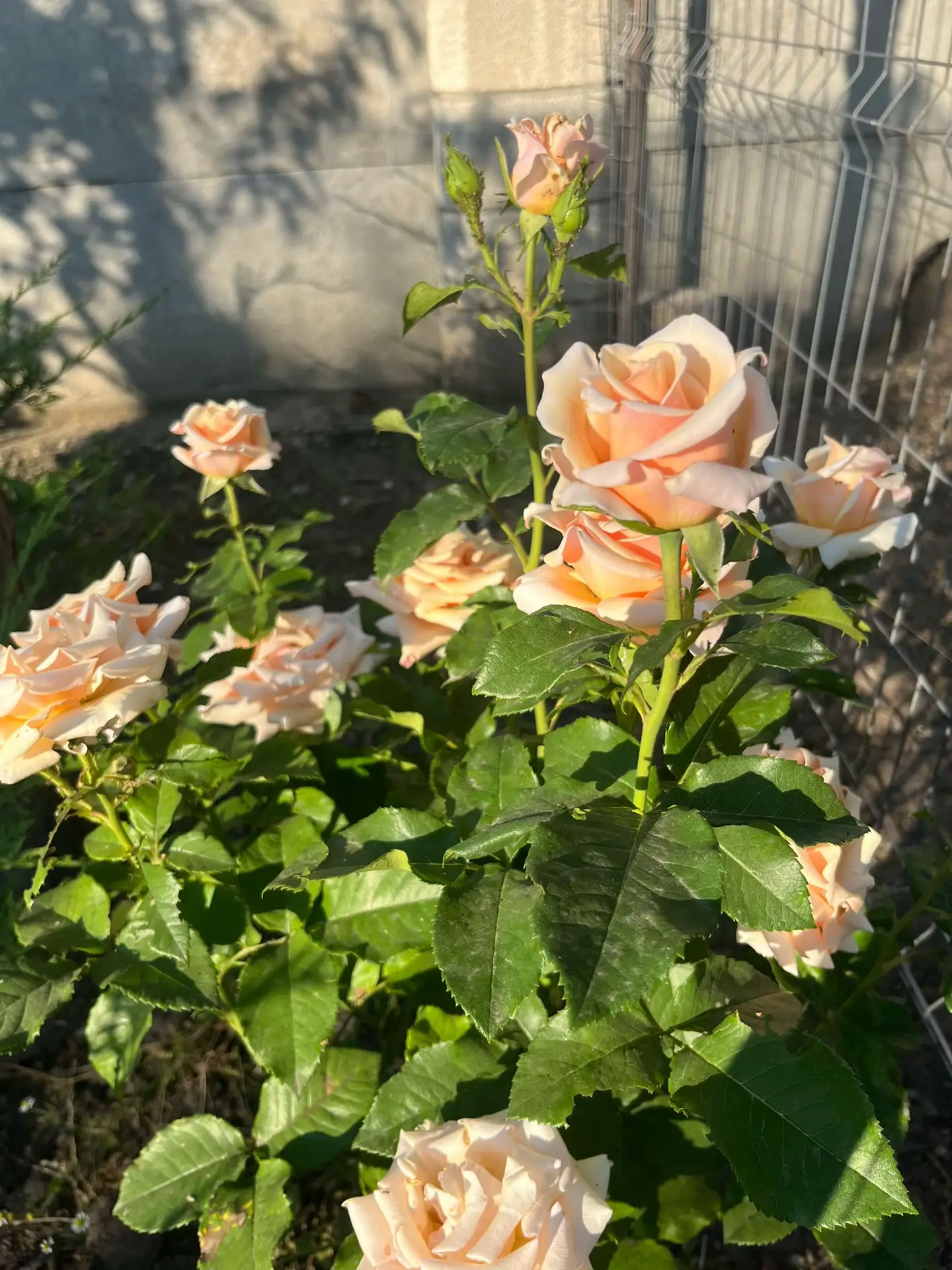 Image 15 of 24