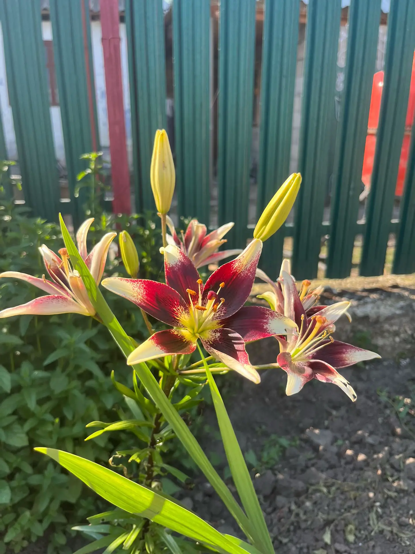 Image 20 of 24