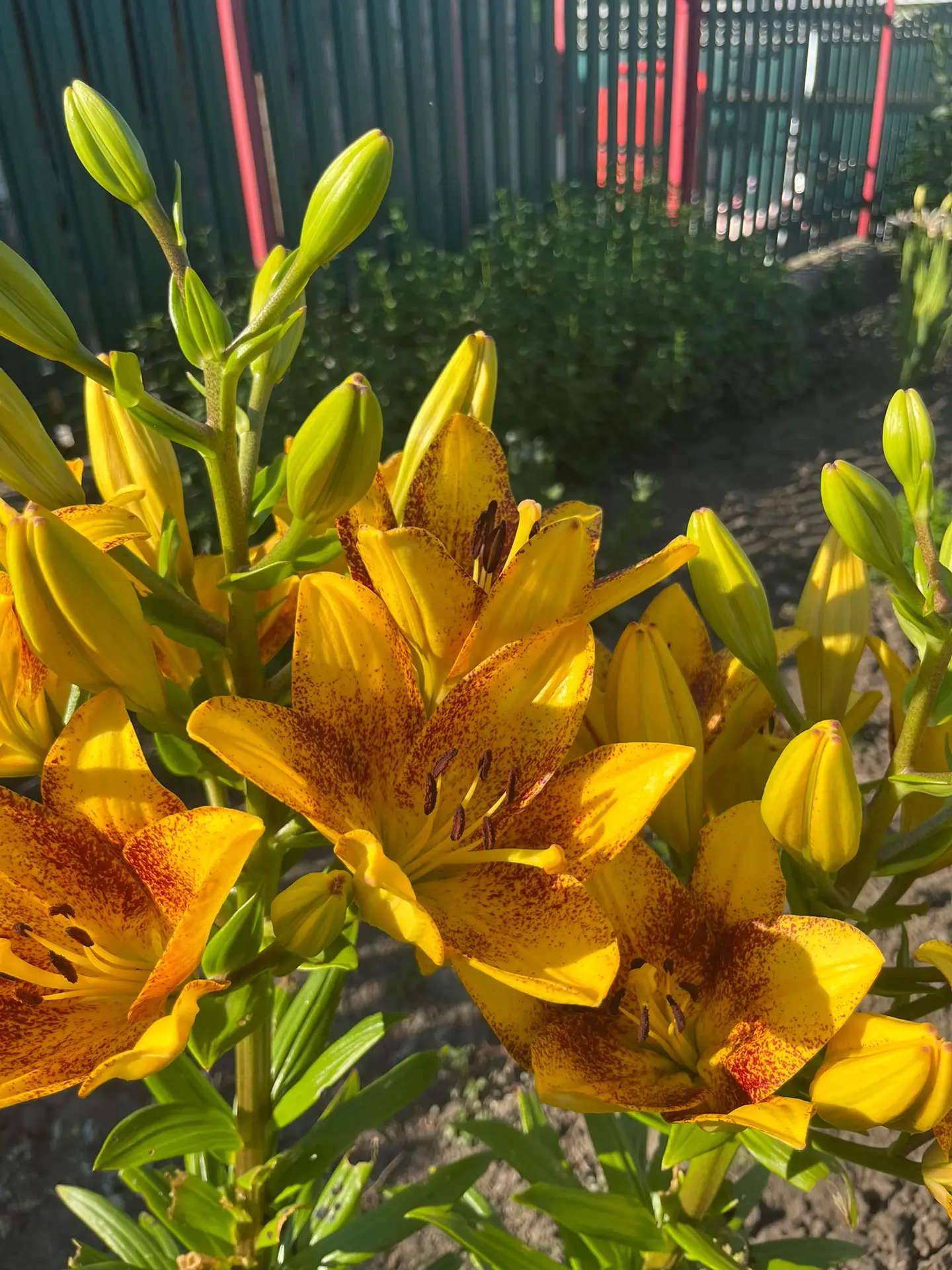 Image 22 of 24