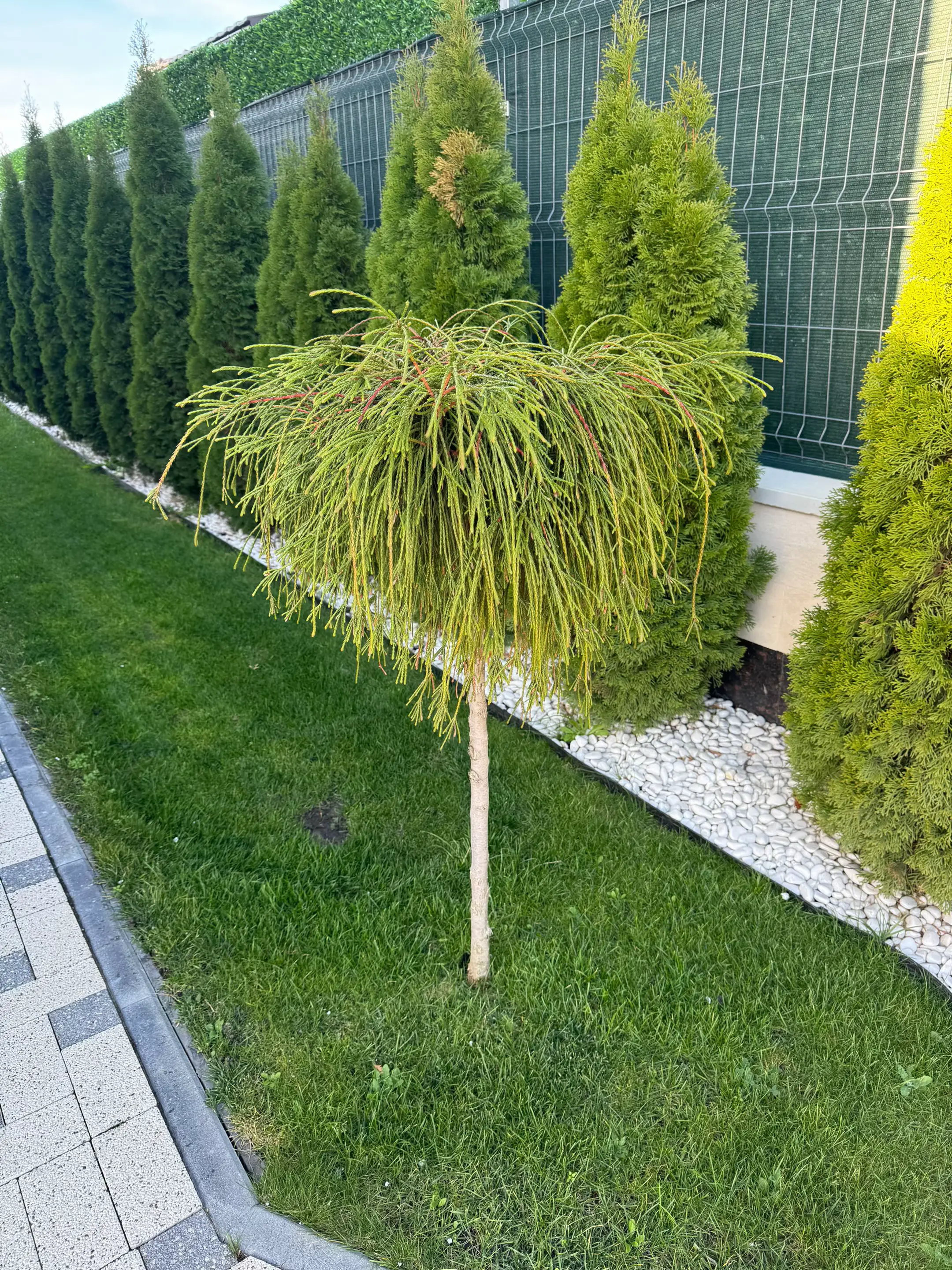 Image 1 of 19
