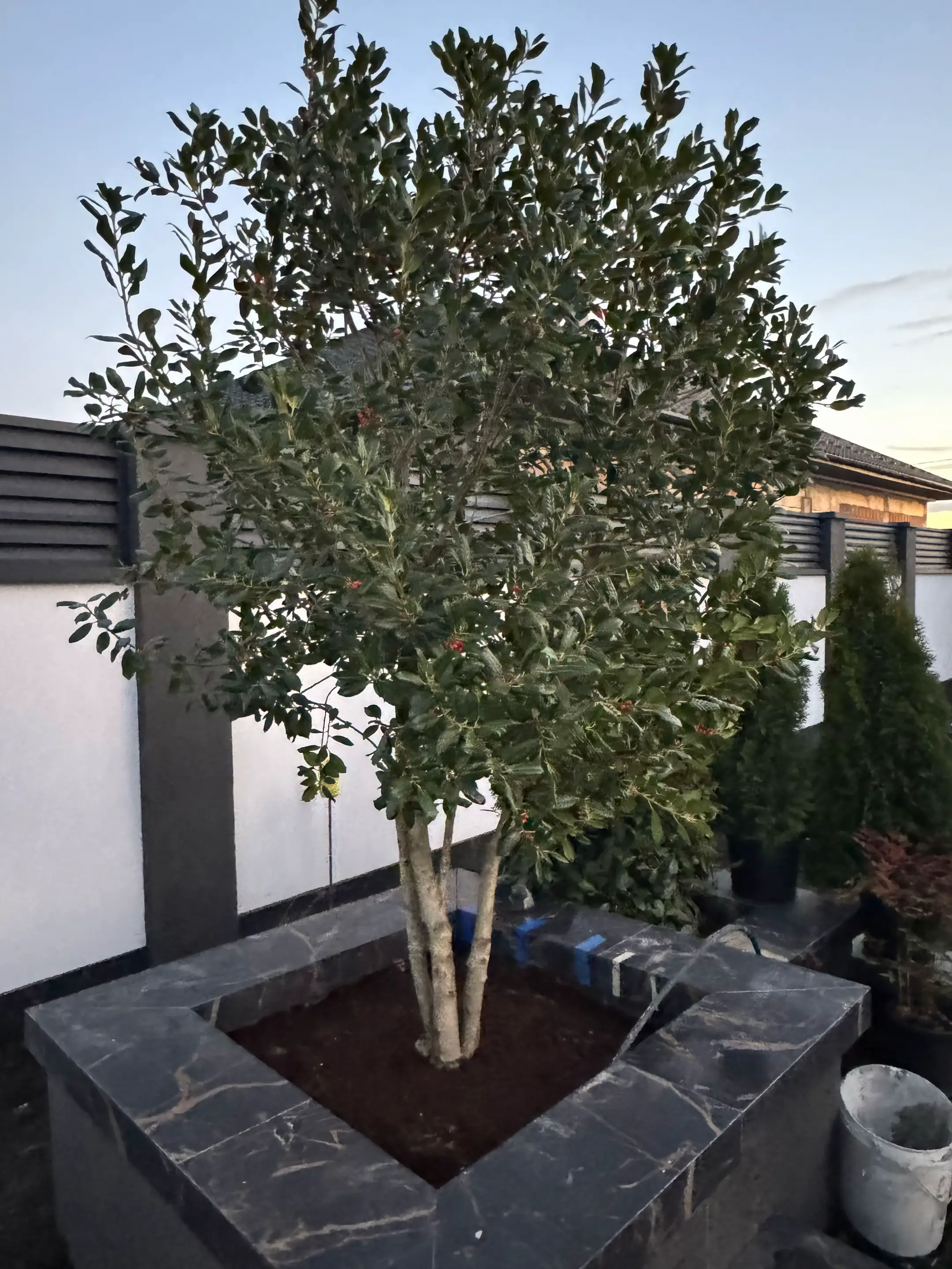 Image 11 of 19