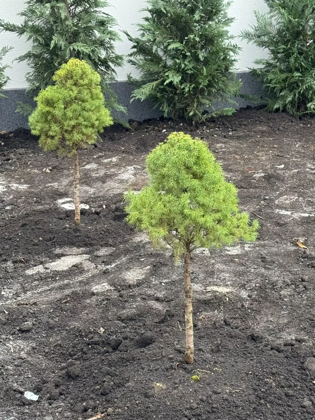 Image 19 of 19