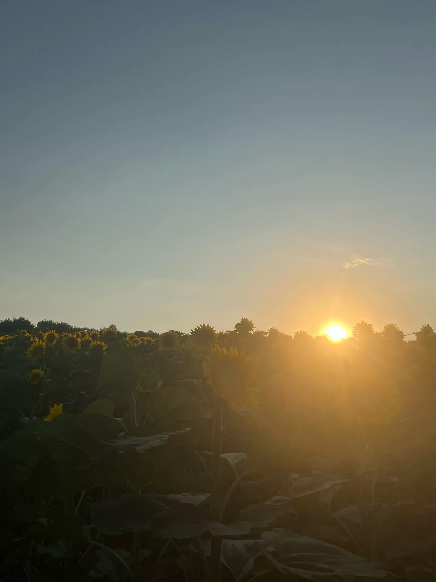 Image 12 of 14